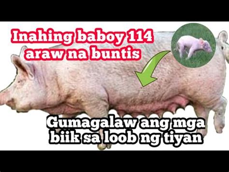 Inahing Baboy 114 Araw Na Buntis Gumagalaw Ang Mga Biik Sa Loob Ng