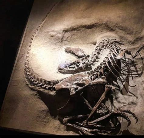 Fossil of a juvenile Gorgosaurus libratus at Royal Tyrell Museum : r ...