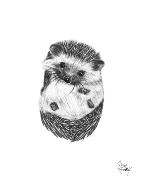 Baby Hedgehog Drawing at Penny Hammer blog