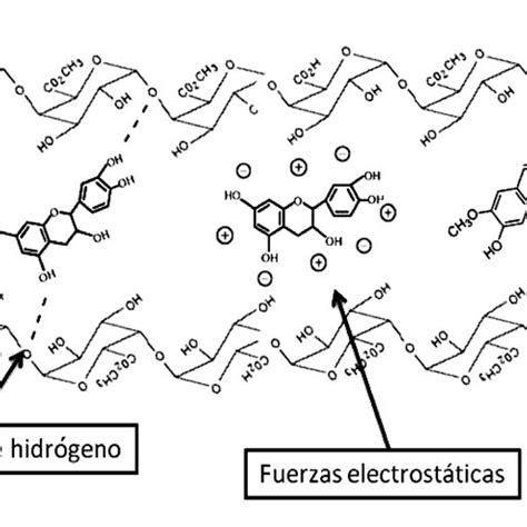 Figura Biodisponibilidad De Compuestos Fen Licos Asociados A La Fibra