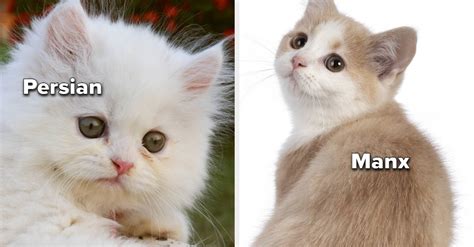 35 Cutest Cat Breeds That Definitely Deserve An "Awww"