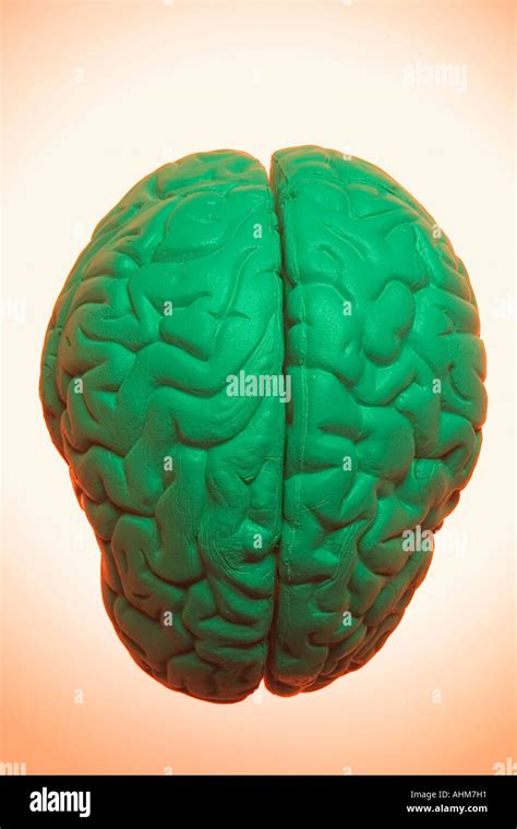 anatomy specimen  human brain stock photo alamy