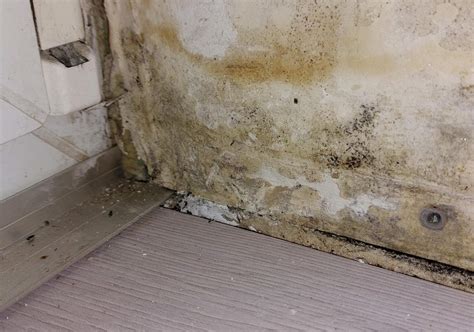 Woher kommt der Schimmel und wie kann ich das vermeiden? (Gesundheit