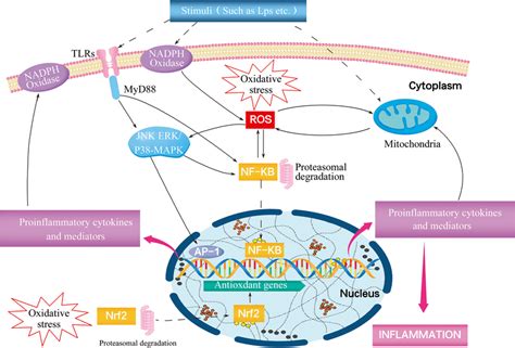 Possible Crosstalk Between Oxidative Stress And The Inflammatory