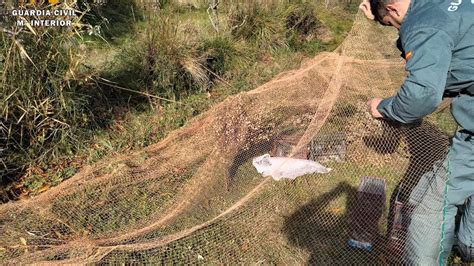 El Seprona Investiga A Un Zaragozano Por Capturar De Forma Furtiva Aves