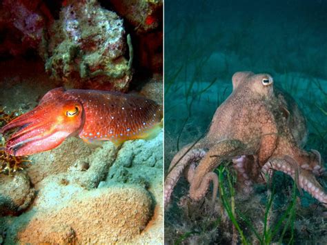 How Do Octopuses Breathe Octonation The Largest Octopus Fan Club