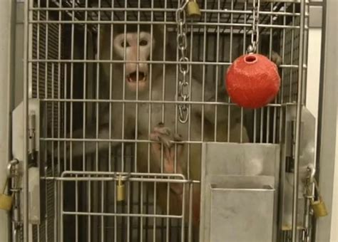 Harrowing video shows lab monkeys gripping cage bars in distress and ...