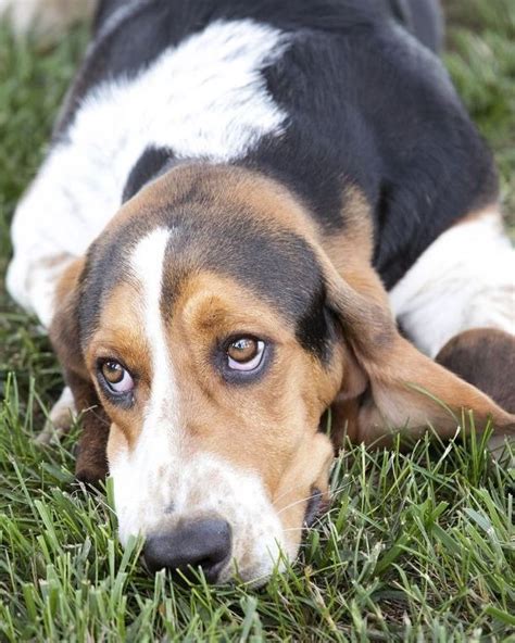 15 Fascinating Basset Hound Facts That Youll Love To Know