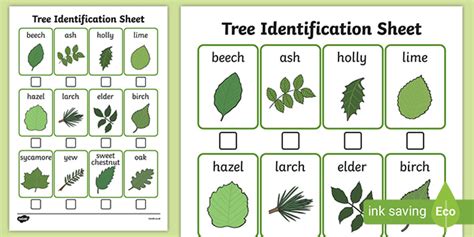 Tree Identification Sheet Identify Trees In Spring Wood