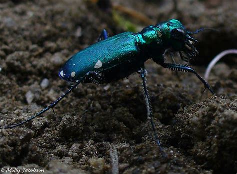 Six Spotted Tiger Beetle Cicindela Sexguttata Bugguide Net