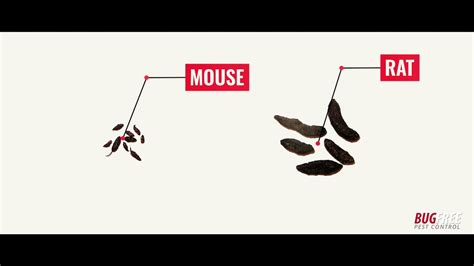 Rodent Droppings Identification Chart