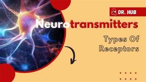 Neurotransmitters And The Types Of Receptors Youtube