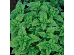 Пряные травы - купить семена от проверенного производителя.