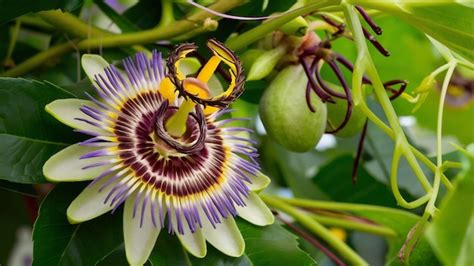 Premium Photo Passion Flowers Or Passion Vines Passiflora Edulis