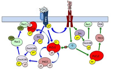 Porphyromonas gingivalis-Induced GEF Dock180 Activation by Src/PKCδ ... 