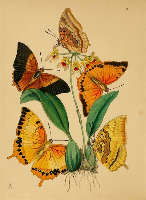 Chinese Butterflies 1847 Painting By Philip Ralley Pixels