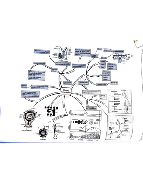 SOLUTION Biology Mindmaps Class 12th Studypool