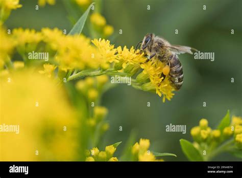 Honey bee (Apis mellifera) on goldenrod (Solidago canadensis), Emsland ...