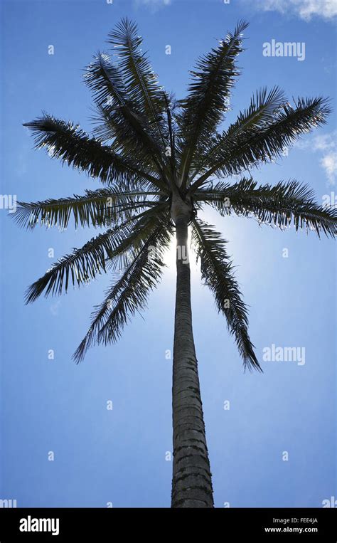 Wax Palm Tree