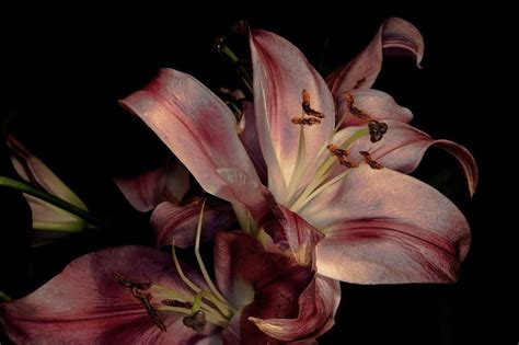 lilies in 2025 | Flower aesthetic, Lily wallpaper, Iphone wallpaper