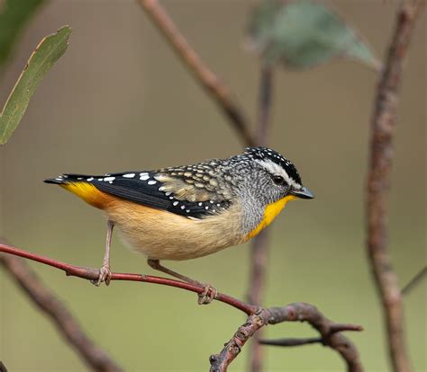 Spotted Pardalote Connecting Country