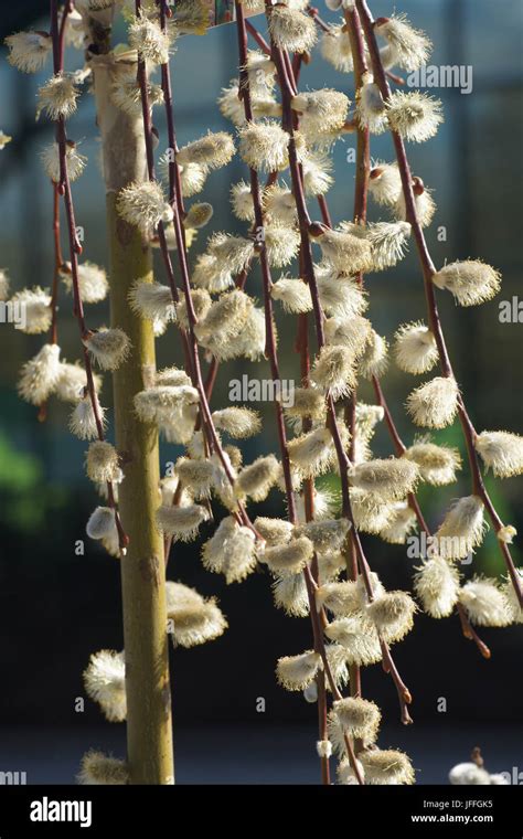 Salix Caprea Pendula Weeping Pussy Willow Stock Photo Alamy