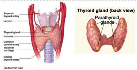 Thyroid Gland And Thyroid Hormones Flashcards Quizlet