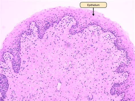 Pin By Ion Albot On Medicine Female Reproductive System Cell Biology