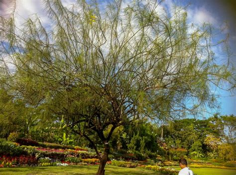 Parkinsonia aculeata - Acacia LLC