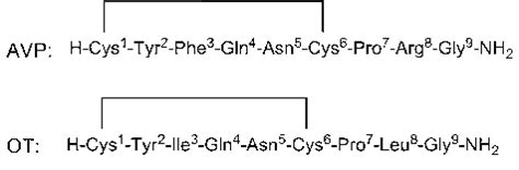 Amino Acid Sequence Of Arginine Vasopressin AVP And Oxytocin OT