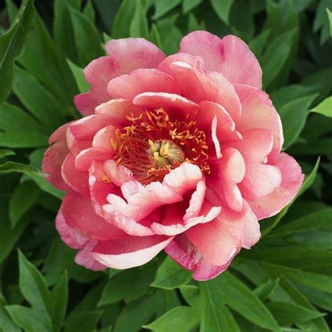 Ито-пион Мэджикал Мистери Тур (Itoh Magical Mystery tour): описание ...