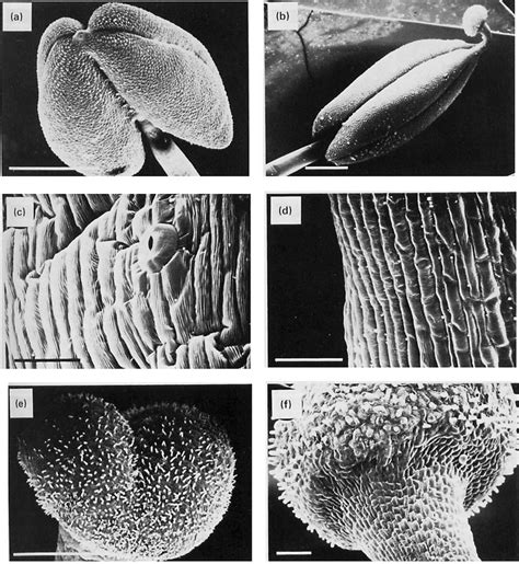 Scanning Electron Micrographs Mature Stamens And Cell Surface Features