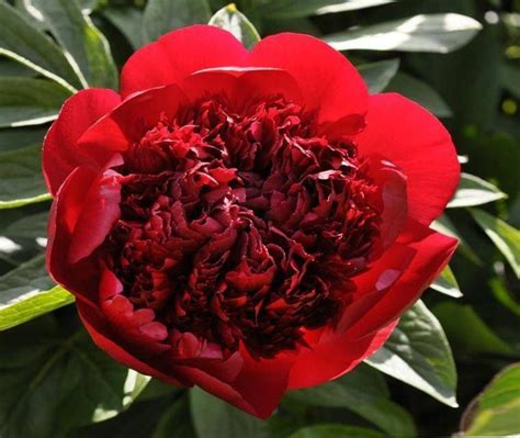 Пион бордовый Red Sharm (Ред Шарм). Саженец. - купить с доставкой по ...