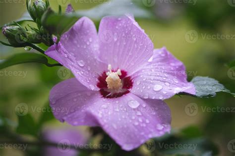 Purple Hibiscus Stock Photos, Images and Backgrounds for Free Download
