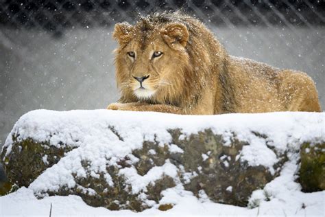 Lions - Lion Stock Fotos Und Bilder Getty Images - Physically, lions ...
