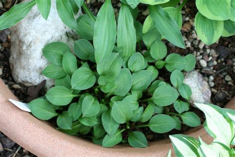 Статьи об успешном выращивании разных групп растений | EXOTIC PLANT ...