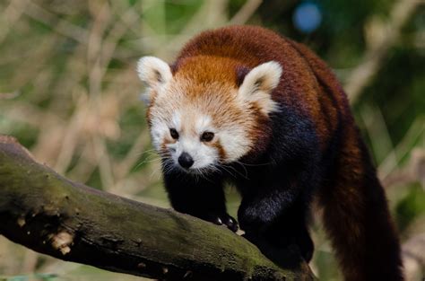 картинки : дерево, боке, животное, милый, медведь, Дикая природа ...