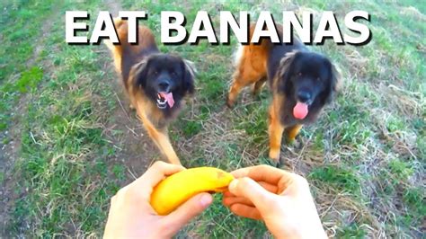 Когда собаки любят бананы больше мяса. Фрукторианцы =) - YouTube