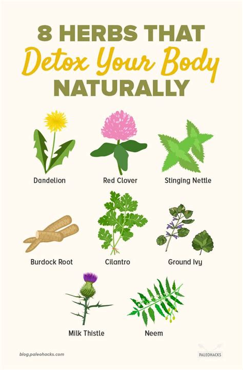 8 Herbs To Naturally Detox Your Body Liver Detox Detox Your Body