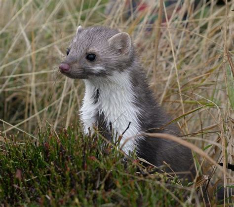 Кто Такая Куница Фото — Фото