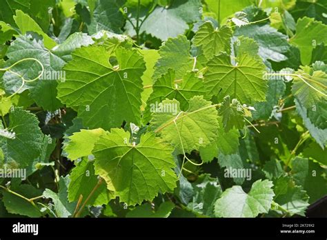 Grape vine leaves closeup Stock Photo - Alamy