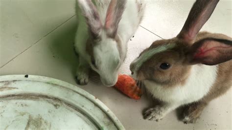 Bunny Eating Crunchy Carrot Asmr Youtube