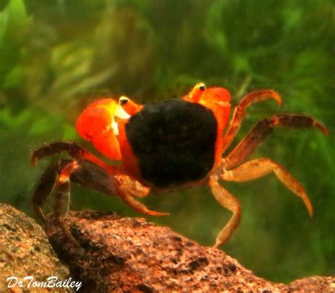 Premium Freshwater Red Apple Crab