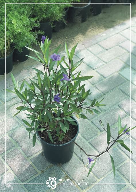 Ruellia Plant - Green Experts Landscape LLC