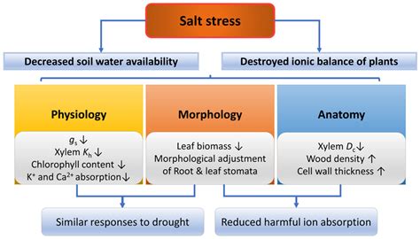 Forests Free Full Text Responses Of Physiological Morphological