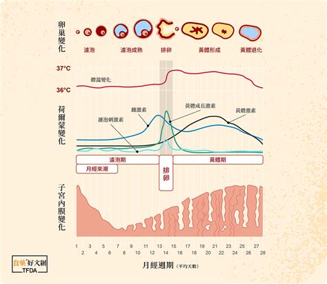 助你好孕！「排卵試紙」這樣用！ Healthbuy My健康 Today