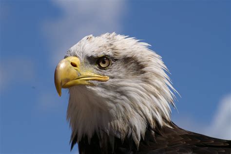 Клюв Орла Фото – Telegraph