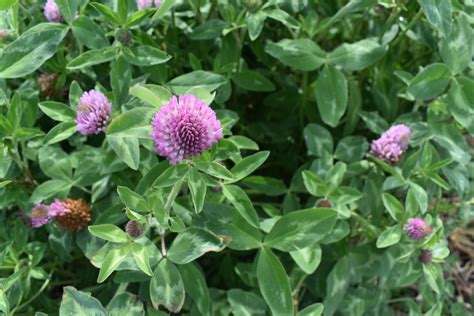 Red Clover Seeds — Ravensong Seeds And Herbals