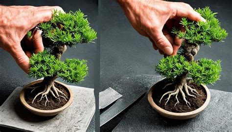 Bonsai umtopfen Eine Schritt für Schritt Anleitung Idealer Garten