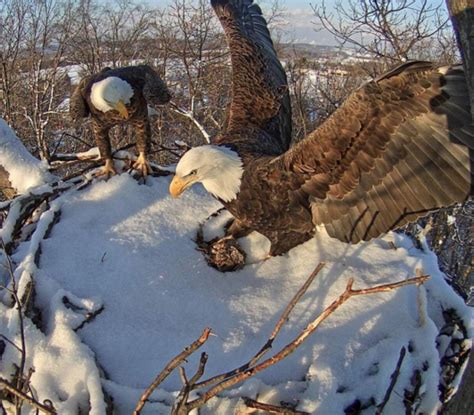 The Hanover, PA Bald Eagle Nest Cams Are Going Live! -- HDOnTap | PRLog